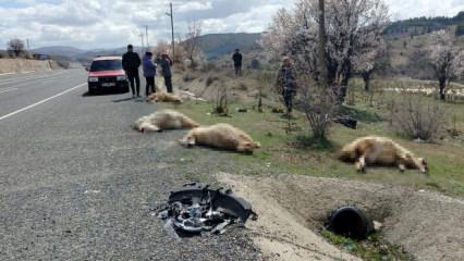 Otomobil koyun s&uuml;r&uuml;s&uuml;ne daldı: 9 koyun telef oldu 