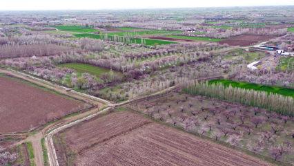 Tarlalar tabloya d&ouml;nd&uuml;: Iğdır&rsquo;da kayısı ağa&ccedil;ları seyirlik g&ouml;r&uuml;nt&uuml;ler oluşturdu