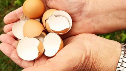 Yumurta kabuğu t&uuml;ketimi trend oldu! Uzmanlar &ouml;nemli uyarılarda bulundu