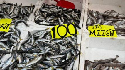 Zonguldak'ta tezgahlarda istavrit bolluğu: Kilosu 100 liradan satılıyor