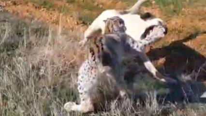 Malatya'da nefes kesen anlar: Vaşak ile k&ouml;peğin kavgasını vatandaşlar ayırdı