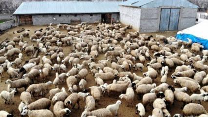 İnternet &uuml;zerinden koyun hırsızlığı: 110 hayvanını kaybetti! Besicileri b&ouml;yle uyardı