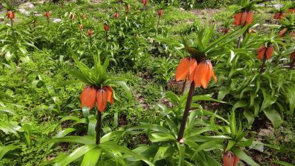 &lsquo;Ağlayan Gelin&rsquo; olarak da biliniyor: Batman&rsquo;da ters laleler mest etti