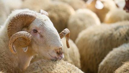 Anadolu&rsquo;dan İstanbul&rsquo;a fiyat katlanıyor! Ahırda 12 bin, pazarda 25 bin TL