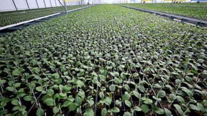 Arkadaş desteğiyle başlamıştı: Şimdi b&ouml;lgenin tedarik&ccedil;isi oldu!