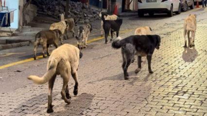 Aybastı'da başıboş k&ouml;pek artışı vatandaşları tedirgin ediyor