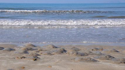  Binlercesi kıyıya vurdu, uzmanlar uyardı! Sakın dokunmayın...