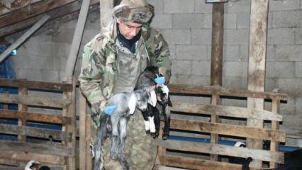 Doğum s&uuml;recinde hayvanları &ouml;lmesin diye uyguladı: &Ccedil;&ouml;z&uuml;me bakan gıpta etti!