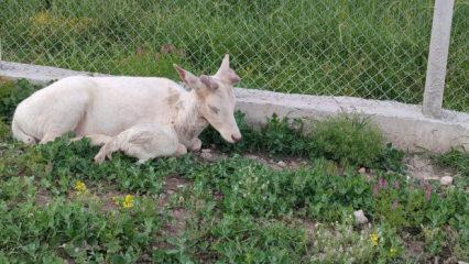 Elazığ'da kamera &ouml;yle bir g&ouml;r&uuml;nt&uuml; kaydetti ki! &Ouml;ld&uuml;rmenin cezası 720 bin TL