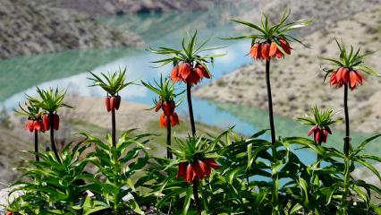G&uuml;zelliği kadar cezası da b&uuml;y&uuml;k: Ters laleler Şırnak&rsquo;ta a&ccedil;tı
