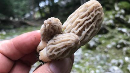 Kırmızı eti solladı: Kilogramı bin 500 lira! Doğada kendiliğinden yetişiyor 