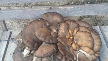 Konya&rsquo;da g&ouml;renleri şaşkına &ccedil;eviren olay: Tam 9,7 kilo