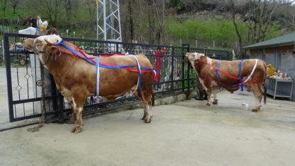 Kurbanlık satışında umre hediyesi! Tonluk 'Paşa' ve 'Poyraz'ı alan yaşadı 