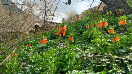 Sadece bir ay &ouml;mr&uuml; var: Koparmanın bedeli servet kadar! Yaklaşmak bile cesaret ister