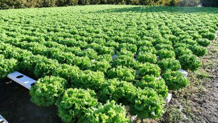 Samsun'da topraksız tarım y&ouml;ntemiyle yetiştirilen maydanozun hasadı yapıldı