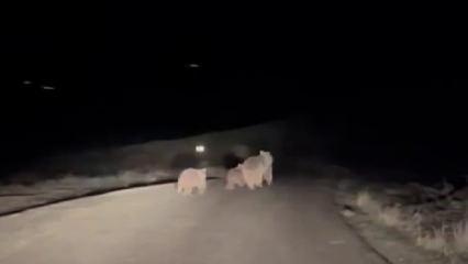 Sivas'ta kış uykusundan uyanan anne ayı ve yavruları yola indi