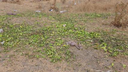 Ticaret Bakanlığından biber g&ouml;r&uuml;nt&uuml;lerine ilişkin manip&uuml;lasyon uyarısı