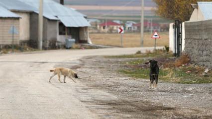 Yargıtay'dan emsal 'k&ouml;pek' kararı: 2 milyon TL tazminat