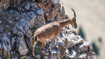 Yılda bir yavru doğuruyor: Bu hatayı yapan 940 bin liraya ke&ccedil;i sahibi oluyor