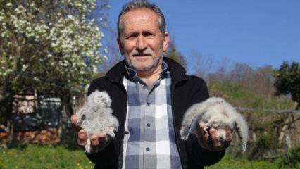 20 yıldır s&uuml;ren baykuşla &ccedil;ift&ccedil;inin dostluğu: Her bahar aynı ambara yuva yapıyorlar