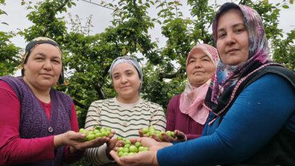 Mersin'de hasat başladı: 10 bin liradan 200 liraya kadar geriledi