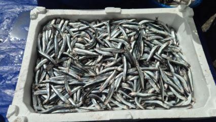 Balık&ccedil;ıdan son &ccedil;ağrı: Yarın bu fiyata bulamazsınız, kilosu 100 TL!