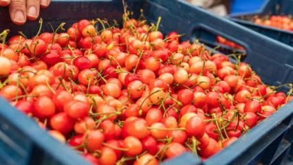 Manisa'da ilk kiraz hasadı yapıldı! Kilogram fiyatı gram altınla eş değer 