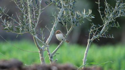Hatay semalarında s&uuml;rpriz misafir: T&uuml;rkistan &ouml;r&uuml;mcekkuşu ilk kez g&ouml;r&uuml;nt&uuml;lendi