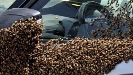 Arıların istila ettiği İsrail'de u&ccedil;ak seferleri iptal edildi