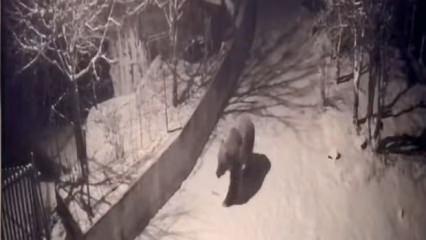 Artvin'de a&ccedil; kalan ayılar k&ouml;ylere indi