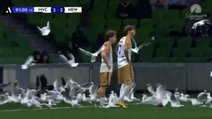 Avustralya Ligi&rsquo;nde ilgin&ccedil; anlar: Sahayı martılar bastı