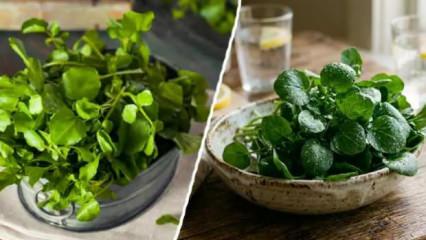 D&uuml;nyanın en sağlıklı yeşilliği belli oldu!