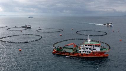 22 &uuml;lke sıraya girdi! Karadeniz&rsquo;in "mavi hazinesi" kapış kapış gidiyor