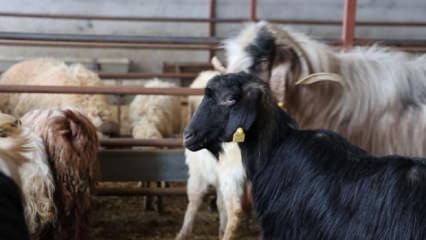 Elazığ'da kurban satışları başladı: Fiyatı duyan az mı &ccedil;ok mu karar veremiyor