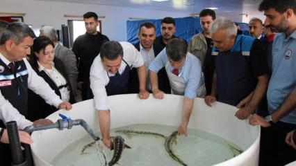 "Siyah İnci" Karadeniz'e salınıyor! Kilosu 90 bin lira: Sayı 30 bini aştı