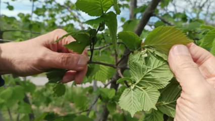 Fındıkta verim d&uuml;ş&uuml;kl&uuml;ğ&uuml; maliyeti artırıyor