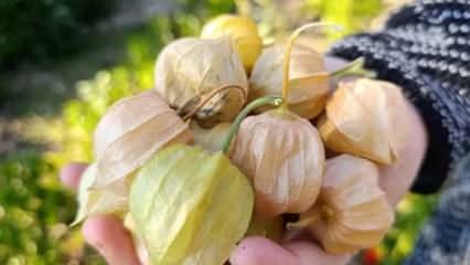 İsmi gibi altın meyvenin faydaları saymakla bitmiyor: Sararmış yaprakların i&ccedil;inde cevher gizli