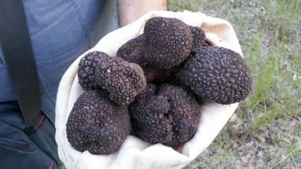 İtalya'yı bıraktı, serveti T&uuml;rkiye&rsquo;de buldu! kilosu 18.500 TL!