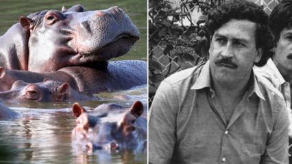 Kolombiya Escobar'ın su aygırlarını itlaf edecek