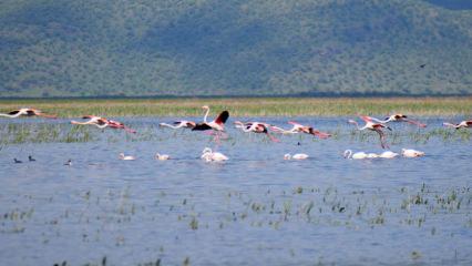 Manisa Marmara G&ouml;l&uuml;&rsquo;nde sevindiren g&ouml;r&uuml;nt&uuml;: G&ouml;&ccedil;men kuşlara yeniden yuva oldu