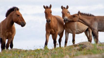 N&uuml;kleer facianın yaşandığı &Ccedil;ernobil'e getirilen 33 kromozomlu atlar hayatta kaldı