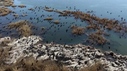 Sivas Hafik&rsquo;te yağışlarla oluşan sulak alanlar g&ouml;&ccedil;men kuşların yeni durağı oldu