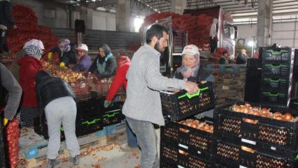 Soğan Amasya'dan Avrupa'ya g&ouml;nderiliyor