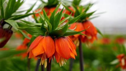 T&uuml;rkiye&rsquo;de tek! Erzincan&rsquo;daki merkezde 38 ters lale t&uuml;r&uuml; tek noktada