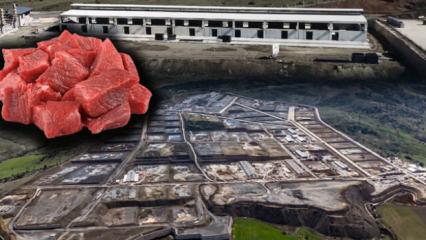 T&uuml;rkiye'nin yeni et &uuml;ss&uuml; olacak! Fiyatları d&uuml;ş&uuml;recek proje