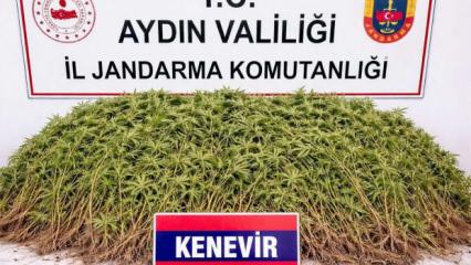Nazilli&rsquo;de zeytin bah&ccedil;esine uyuşturucu baskını: 208 k&ouml;k kenevir ele ge&ccedil;irildi!