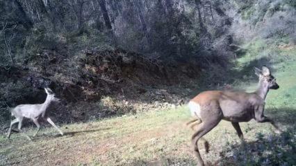Fotokapan &ouml;yle bir g&ouml;r&uuml;nt&uuml; kaydetti ki! Renkli anlar tekrar tekrar oynatıldı 