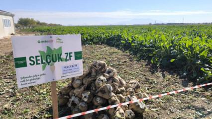 Yerli hibrit şeker pancarı ticarileşti: İhracat talepleri yağıyor