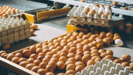 Yumurta fiyatlarında sert d&uuml;ş&uuml;ş! Fiyatlar dibe &ccedil;akıldı