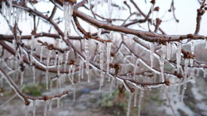 Kayserili &ccedil;ift&ccedil;inin zirai dona karşı ilgin&ccedil; &ccedil;&ouml;z&uuml;m&uuml;: 4 bin ağacını dondurdu 